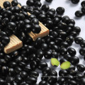 New Crop Hebei Origin HPS Black Bean Black Kidney Beans